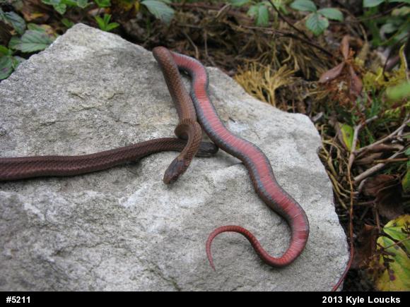 Red-bellied Snake