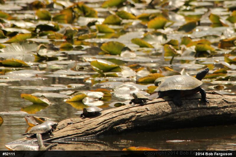 Painted Turtle