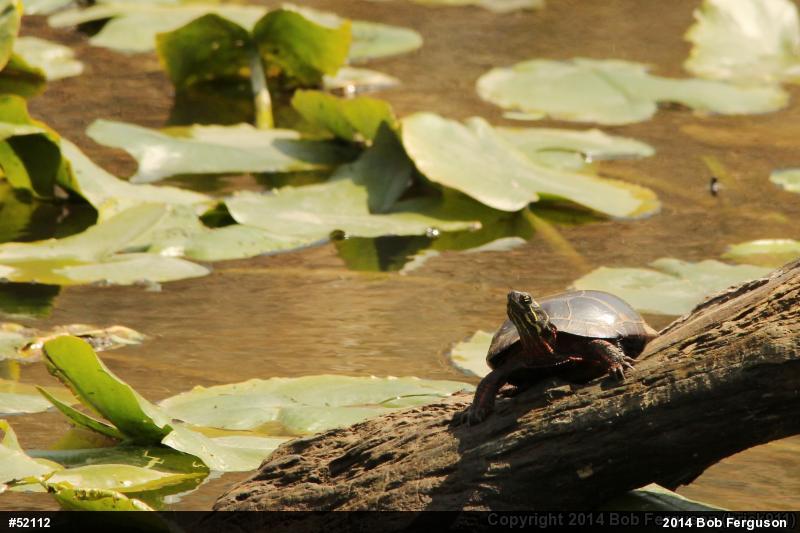 Eastern Painted Turtle