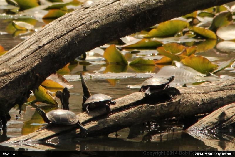Eastern Painted Turtle