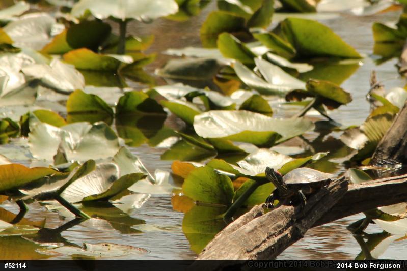 Red-eared Slider