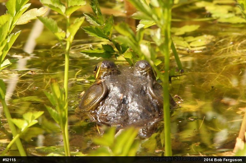 American Bullfrog