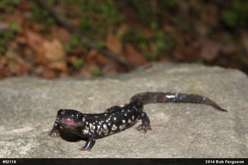 Northern Slimy Salamander