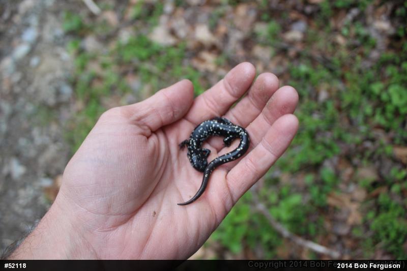 Northern Slimy Salamander