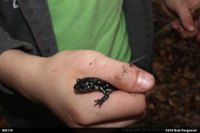 Northern Slimy Salamander