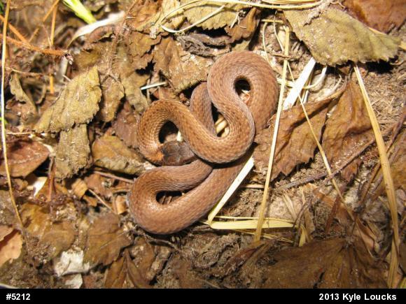 Red-bellied Snake