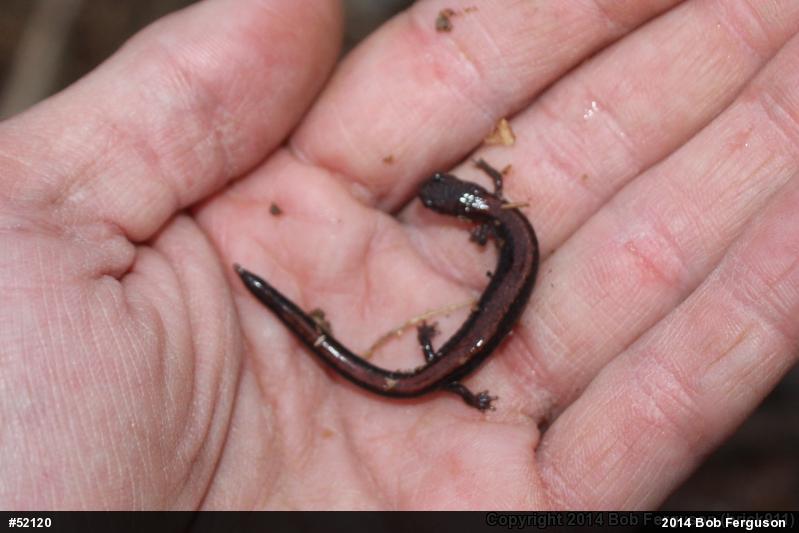 Eastern Red-backed  Salamander