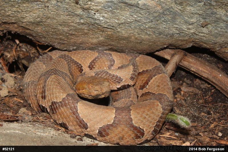 Northern Copperhead