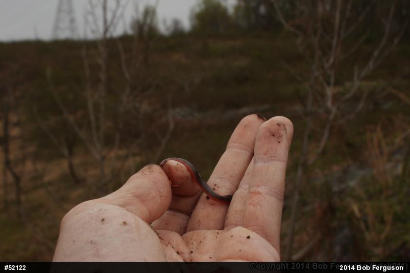 Eastern Wormsnake