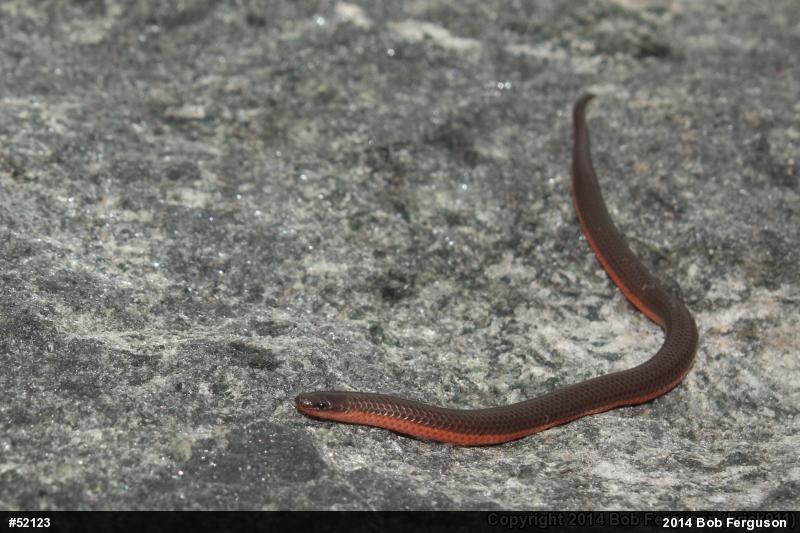 Eastern Wormsnake