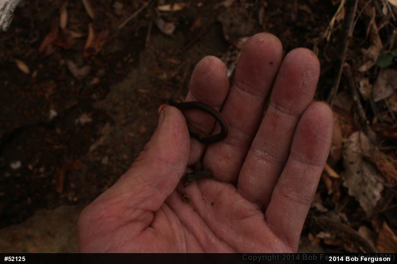 Eastern Wormsnake