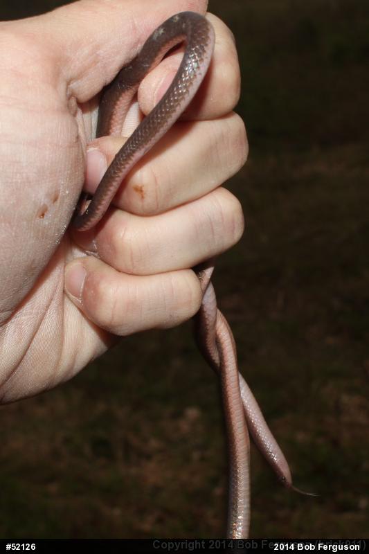 Eastern Wormsnake
