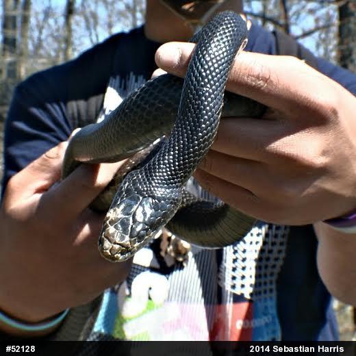 Eastern Ratsnake