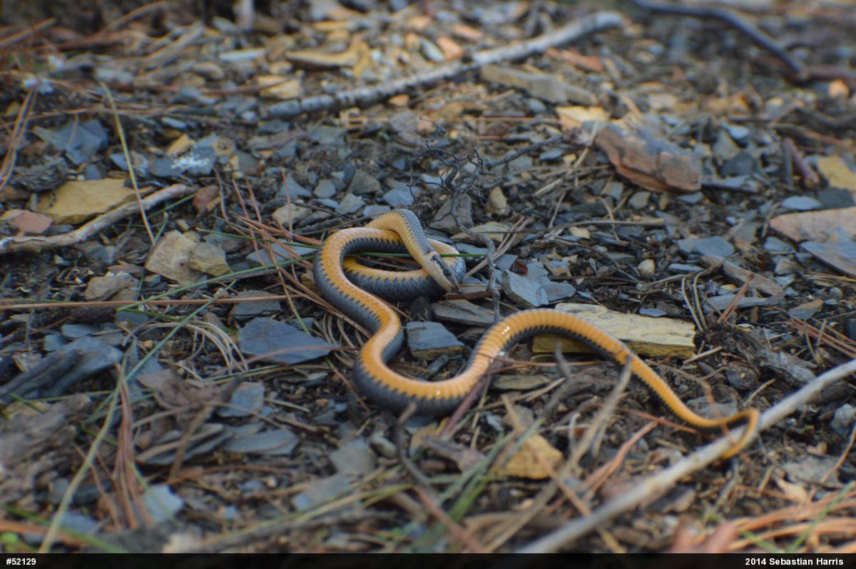 Northern Ring-necked Snake