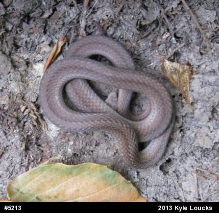 Red-bellied Snake