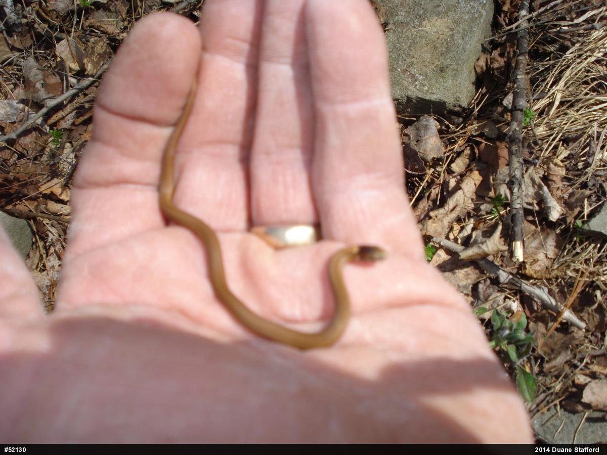 Red-bellied Snake