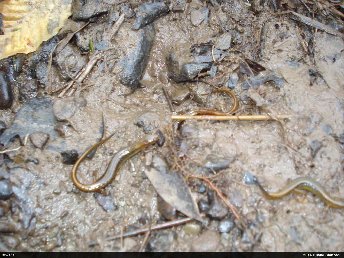 Northern Two-lined Salamander
