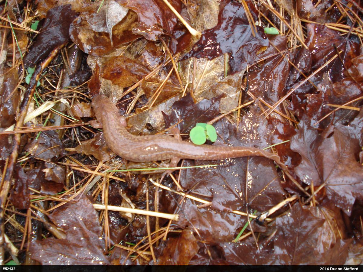Northern Spring Salamander
