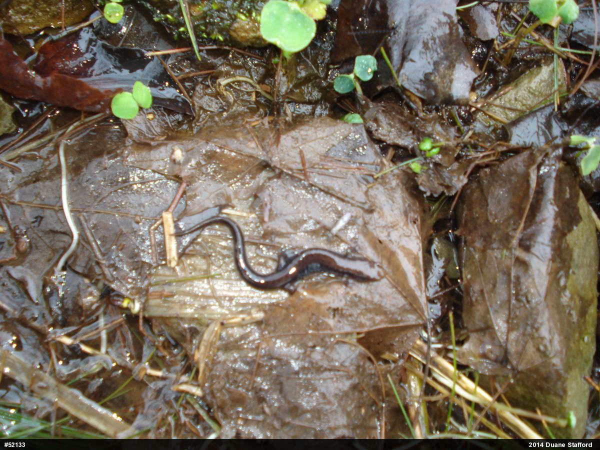 Allegheny Mountain Dusky Salamander