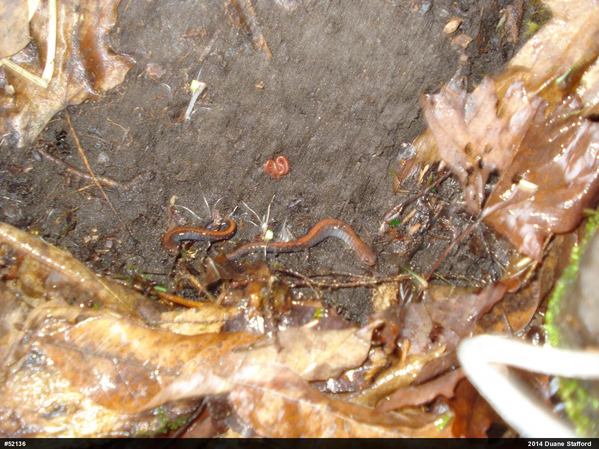 Eastern Red-backed  Salamander