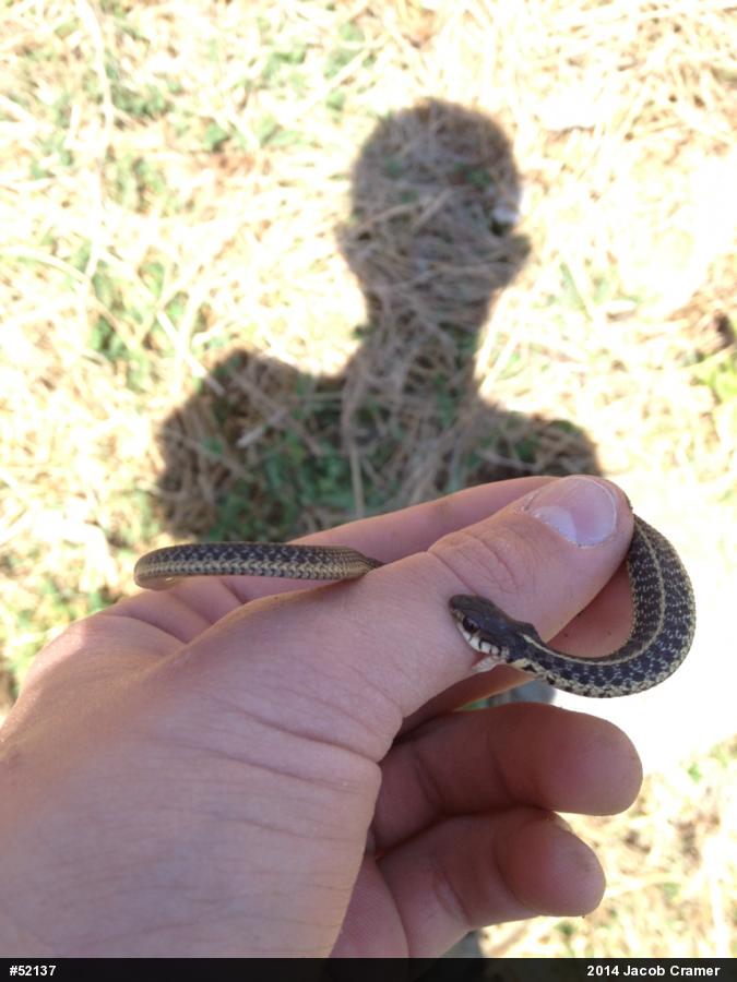 Eastern Gartersnake