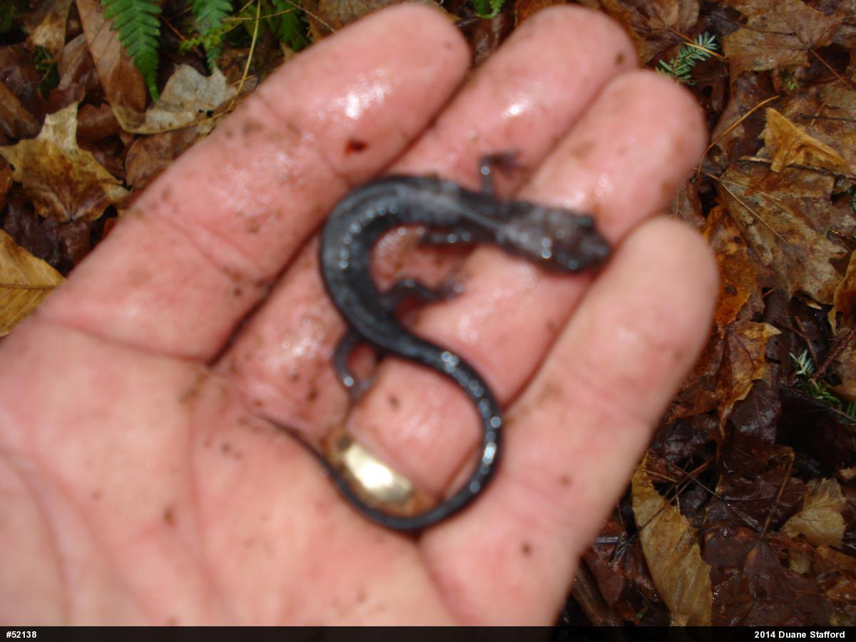 Wehrle's Salamander