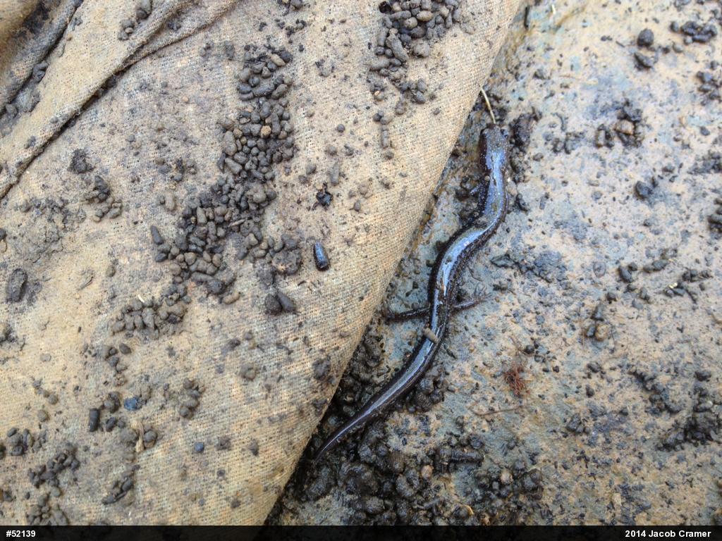 Eastern Red-backed  Salamander