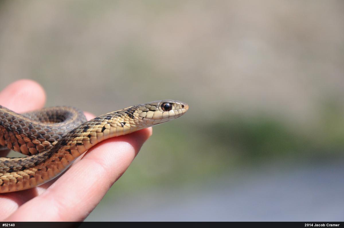 Eastern Gartersnake