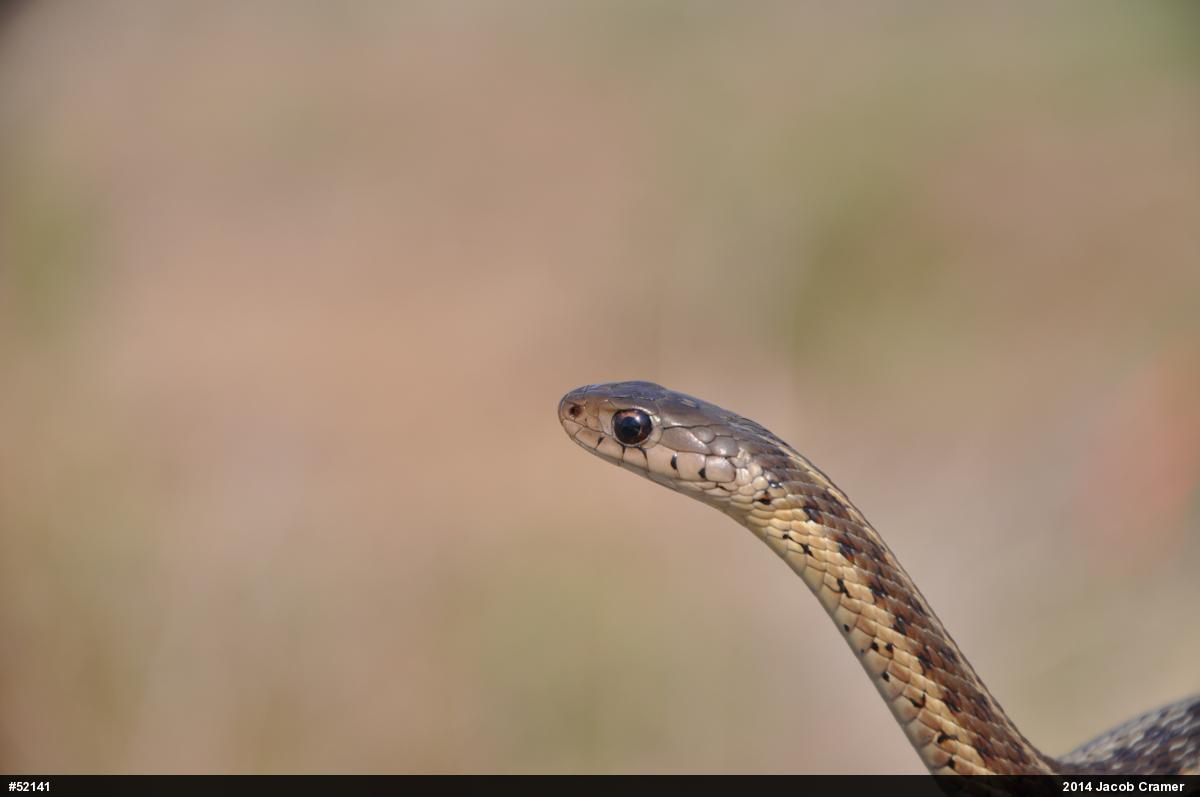 Eastern Gartersnake