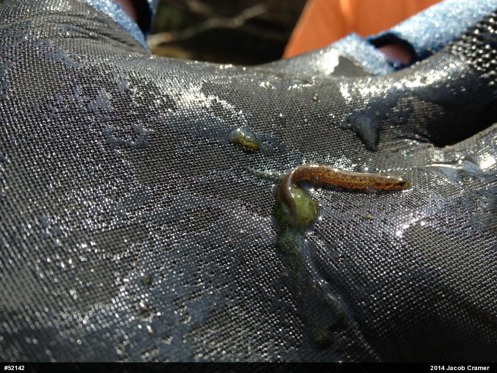 Northern Two-lined Salamander