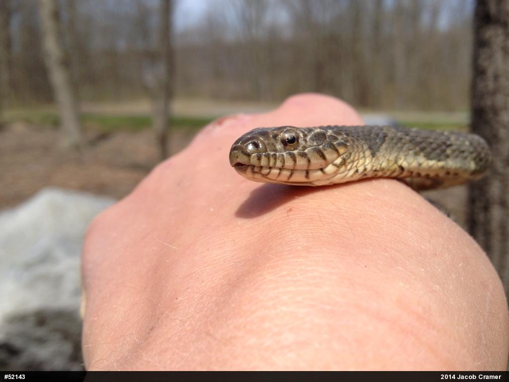 Northern Watersnake