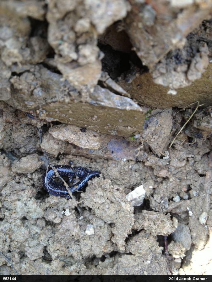 Eastern Red-backed  Salamander