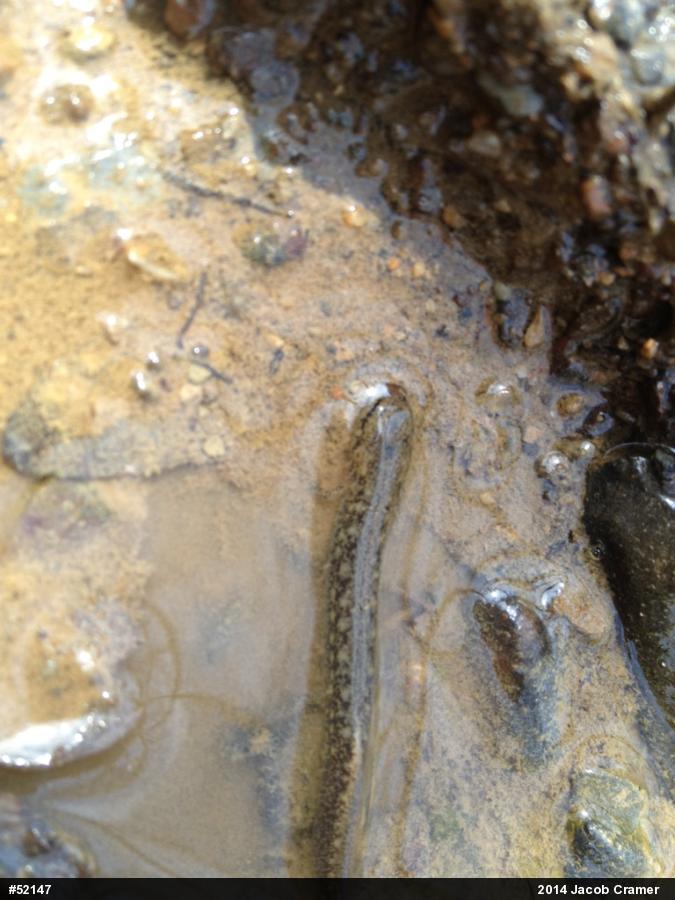 Northern Two-lined Salamander