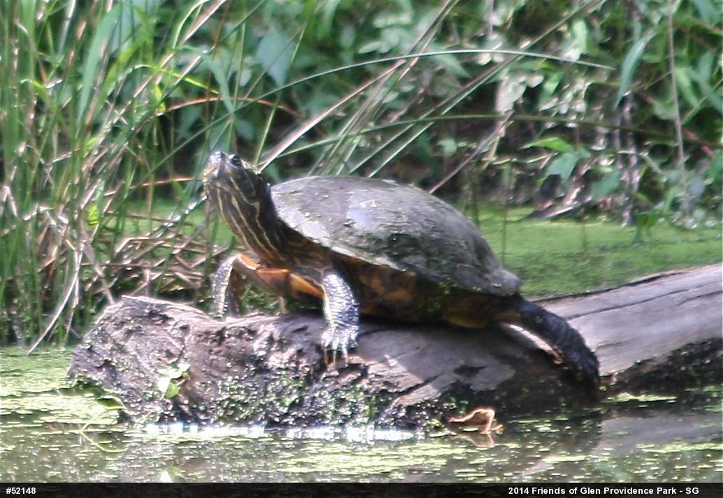 Red-eared Slider