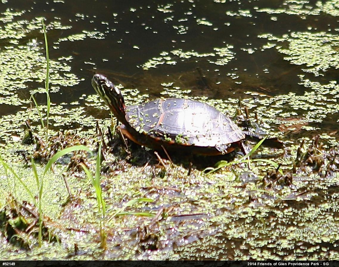 Painted Turtle