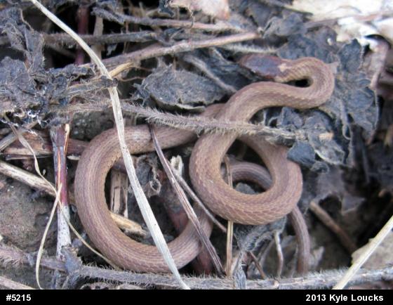 Red-bellied Snake