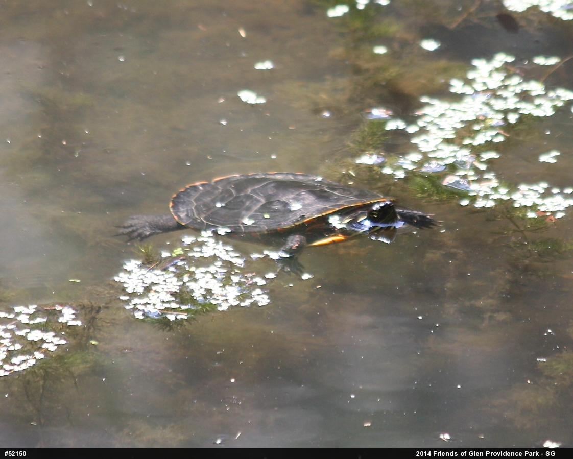 Painted Turtle