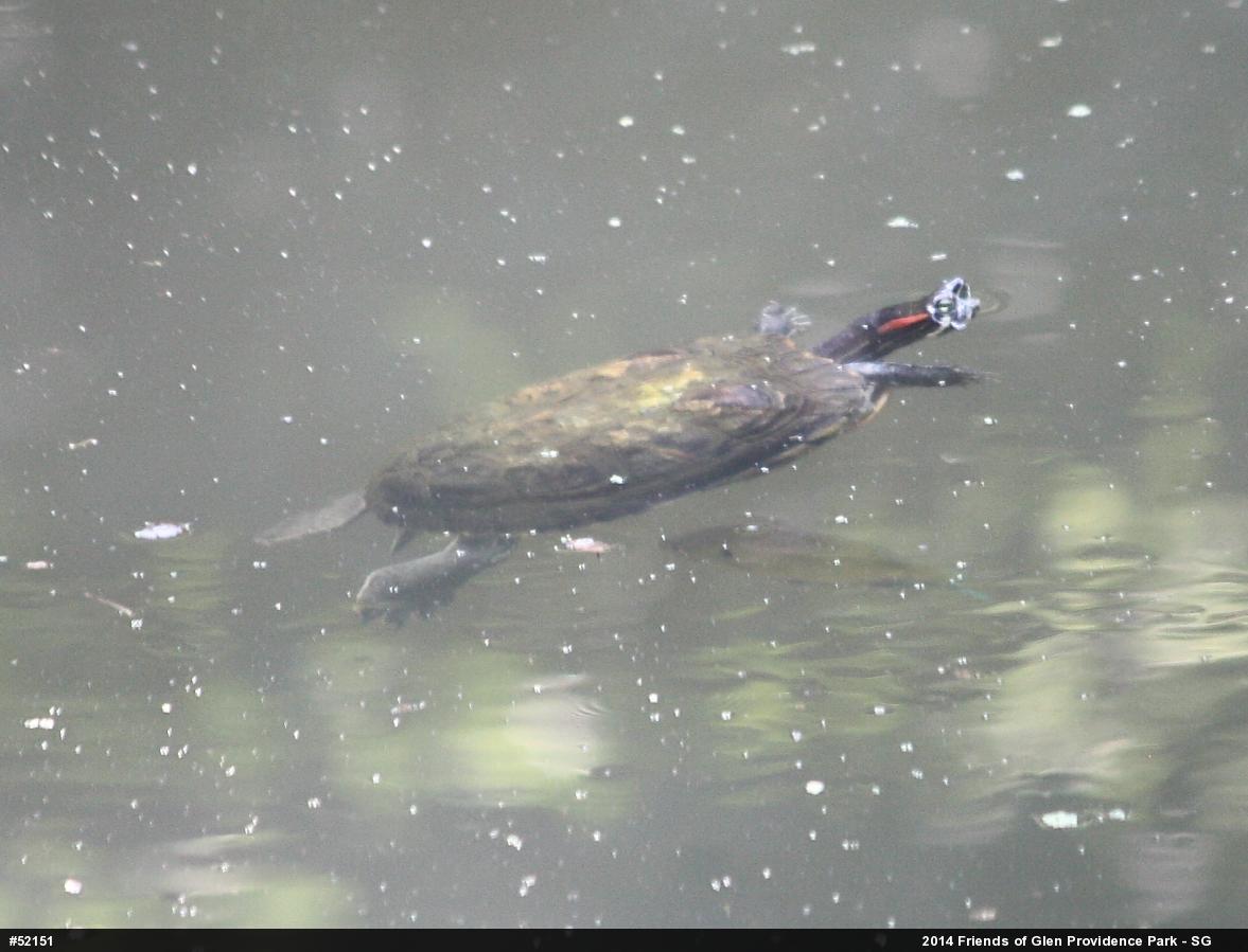 Red-eared Slider