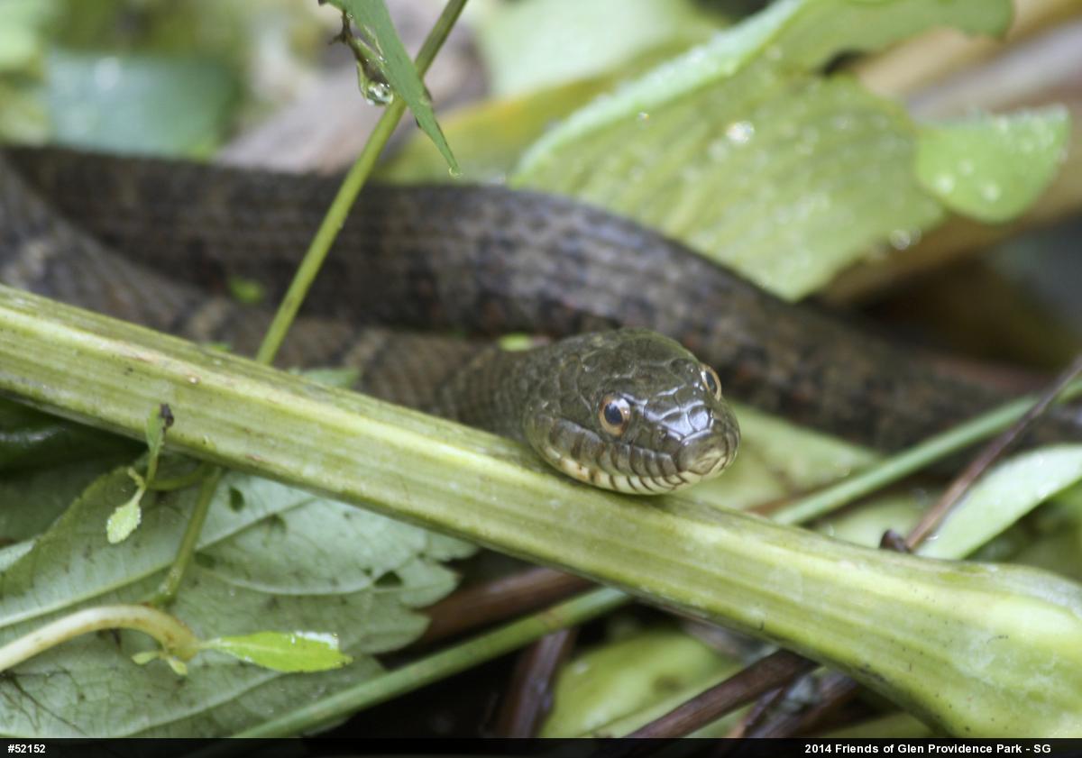 Northern Watersnake