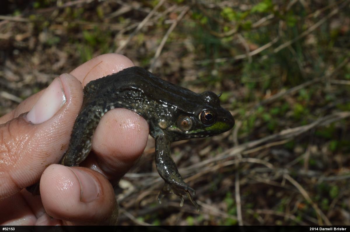 Green Frog