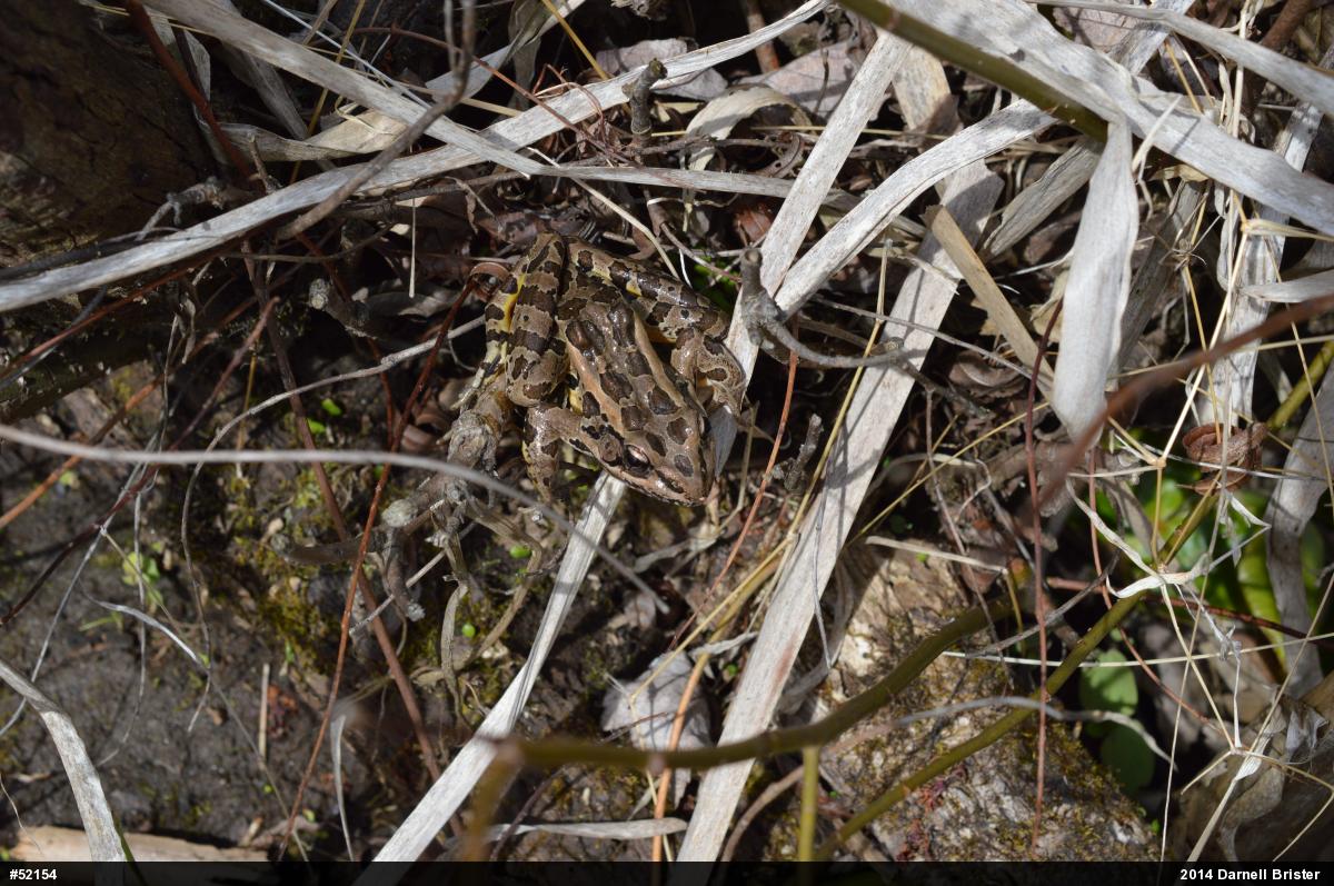 Pickerel Frog