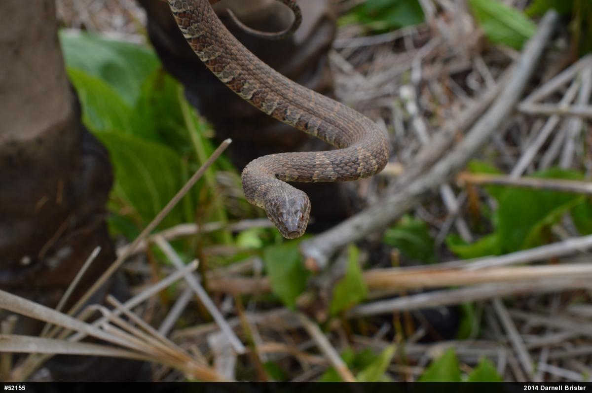 Northern Watersnake