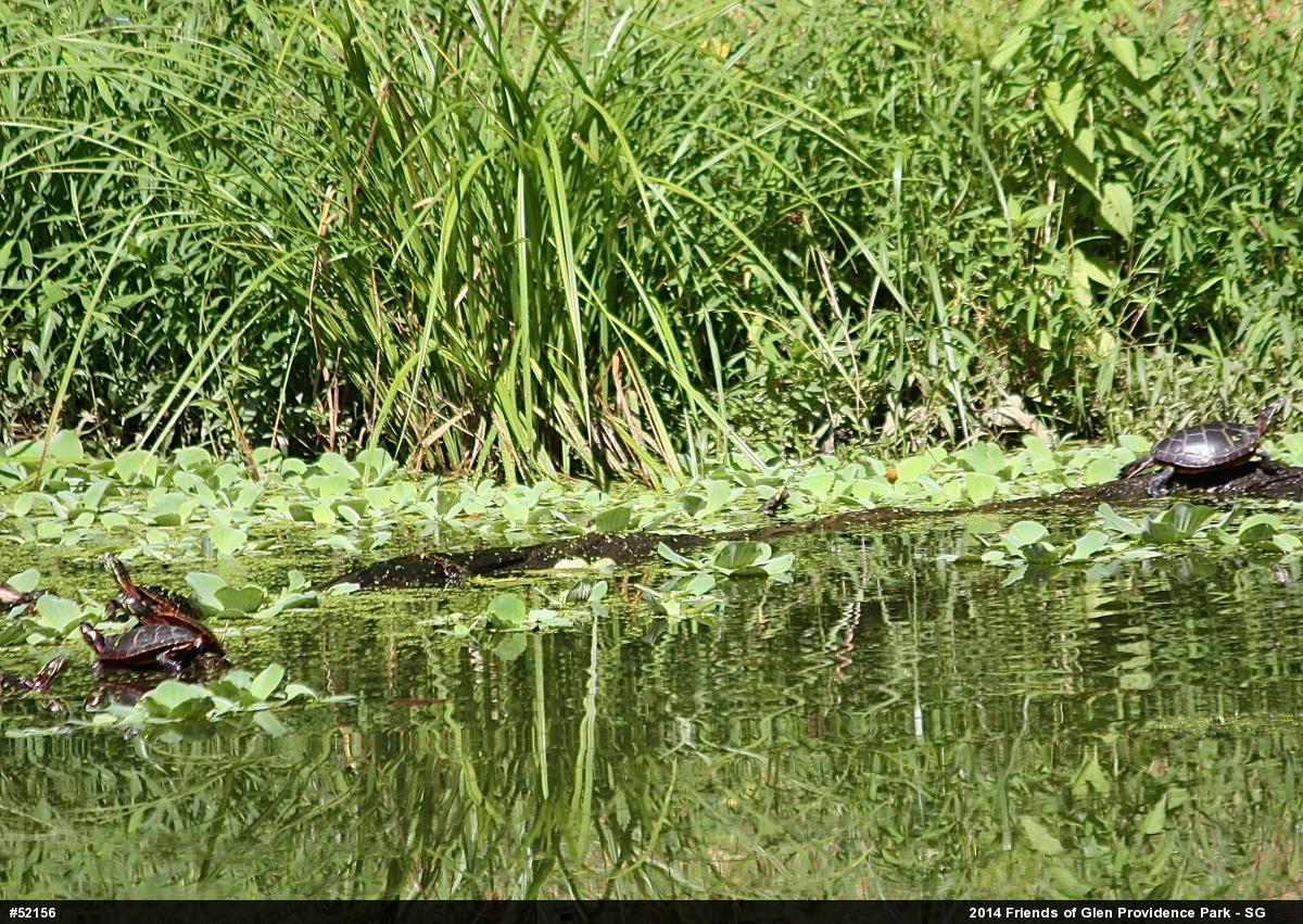 Painted Turtle