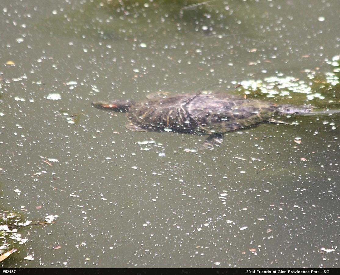 Red-eared Slider