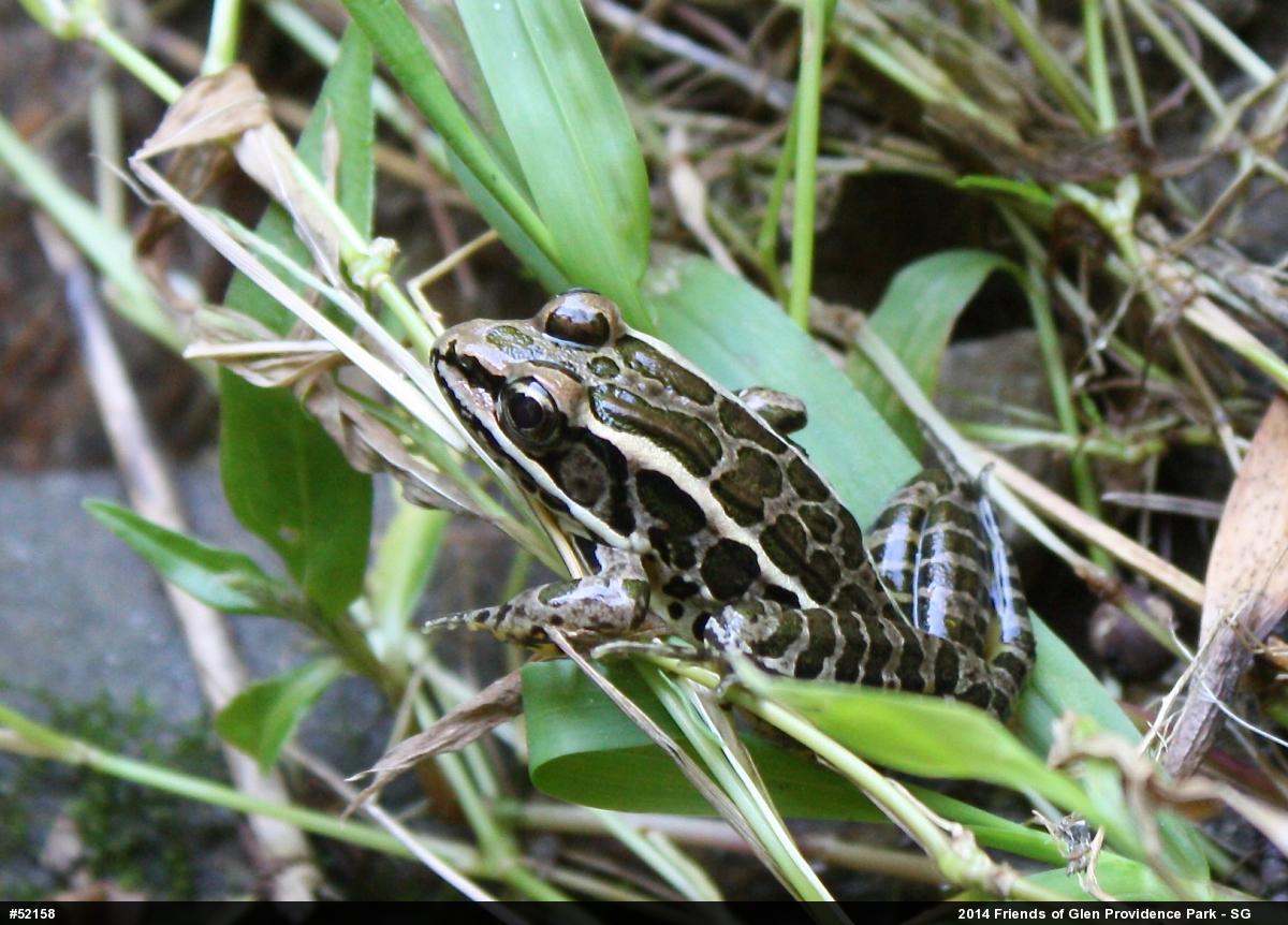 Pickerel Frog