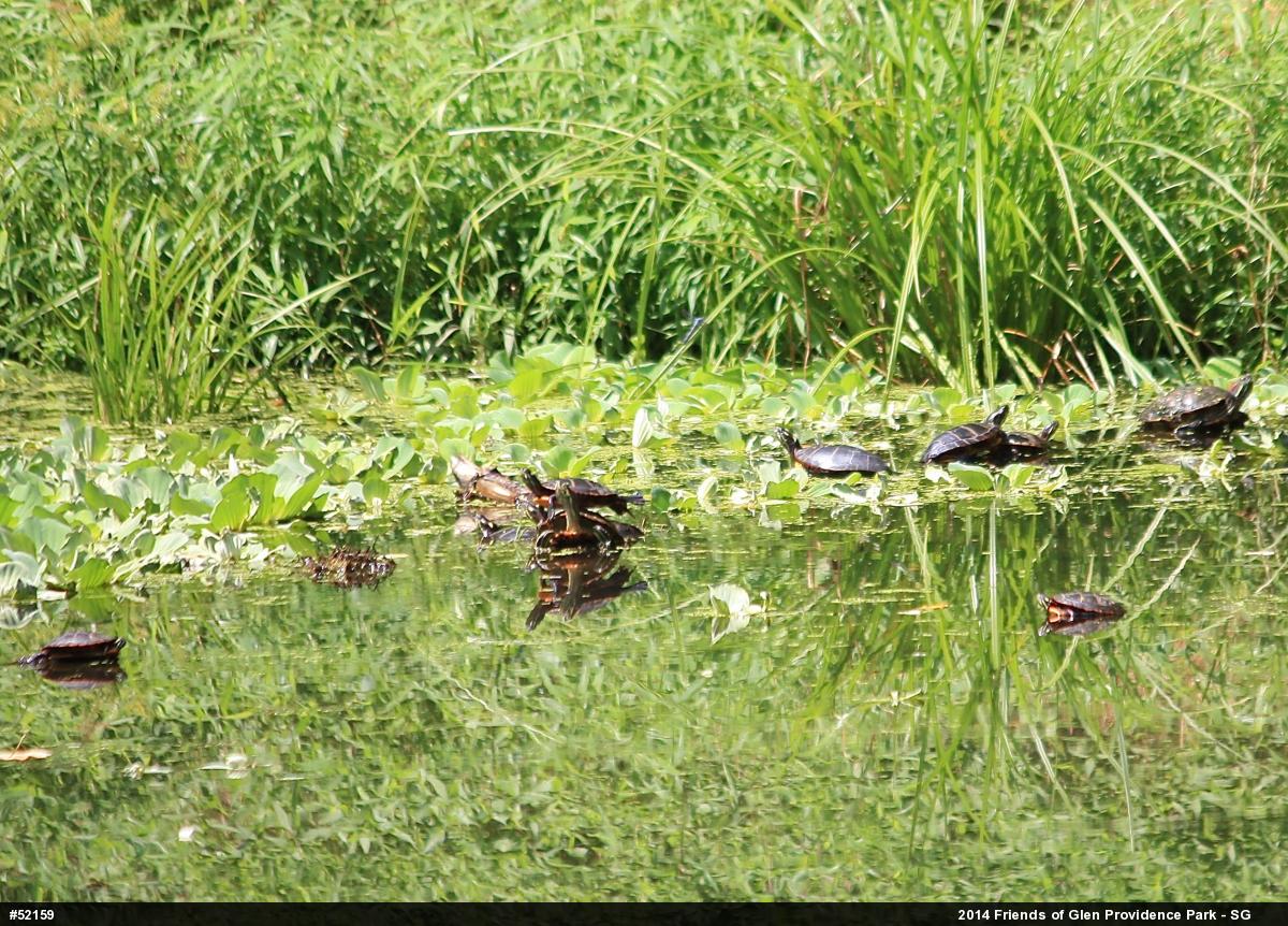 Painted Turtle