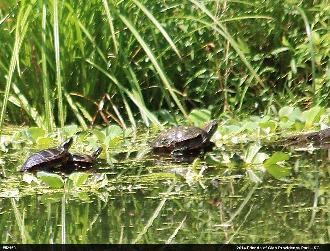 Red-eared Slider