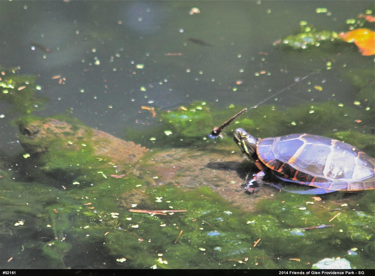 Snapping Turtle
