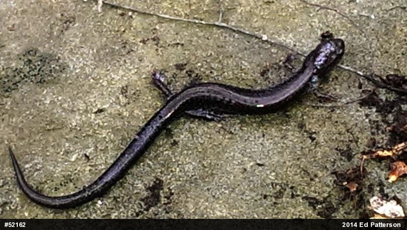 Valley And Ridge Salamander