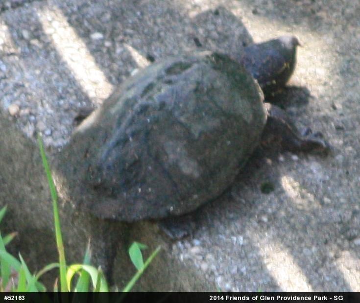 Eastern Musk Turtle